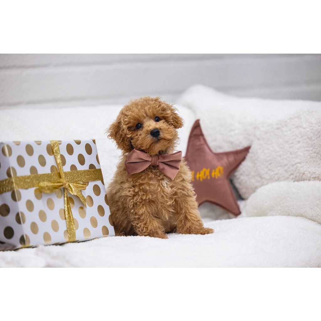 Beeztees Dbl Kadife Köpek Papyonu 9cm (Pembe)