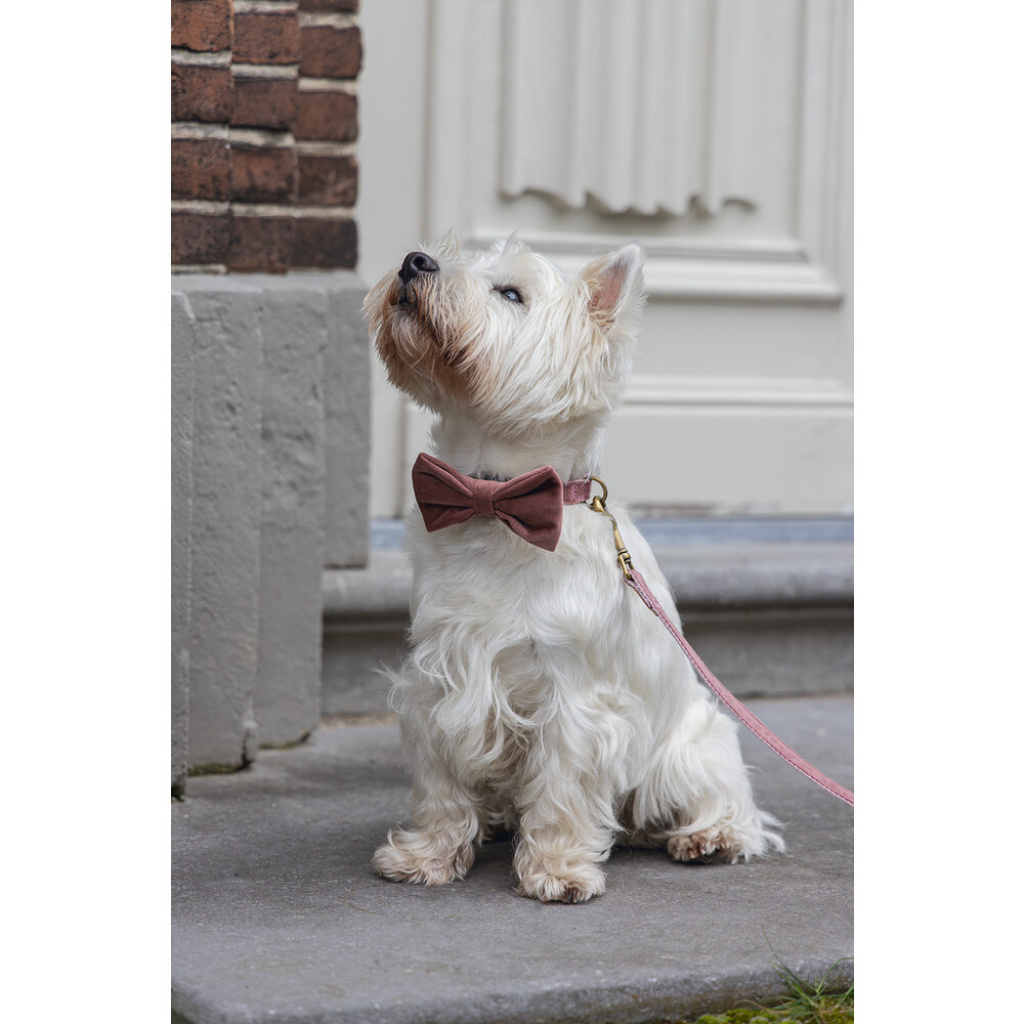 Beeztees Dbl Kadife Köpek Papyonu 9cm (Pembe)