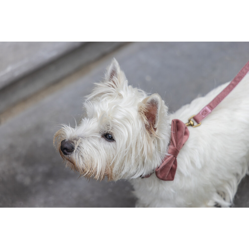 Beeztees Dbl Kadife Köpek Papyonu 9cm (Pembe)