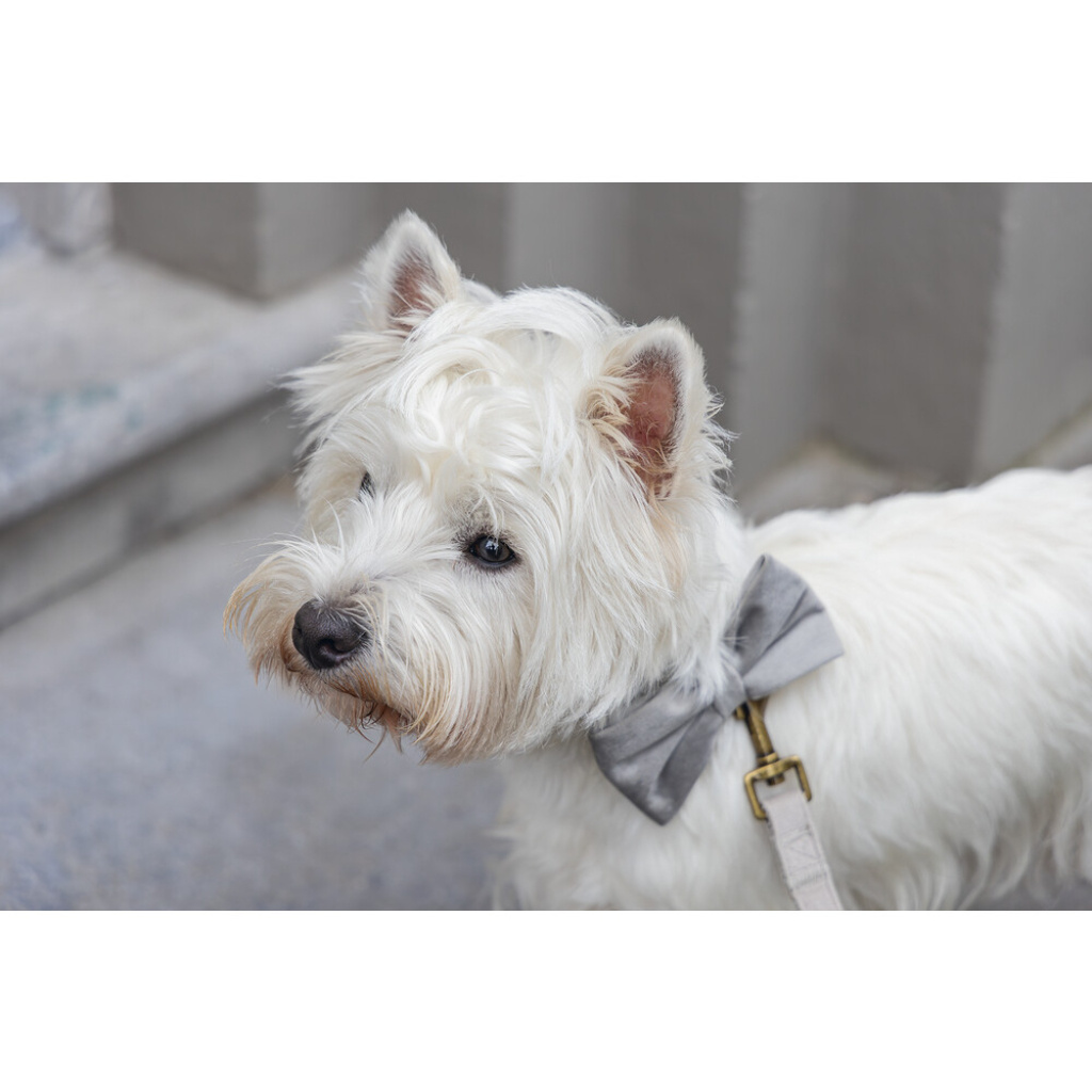 Beeztees Dbl Kadife Köpek Papyonu 9cm (Gri)