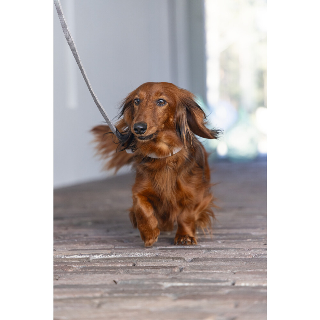 Beeztees Dbl Velura Kadife Köpek Boyun Tasması 26-40cm (Gri)