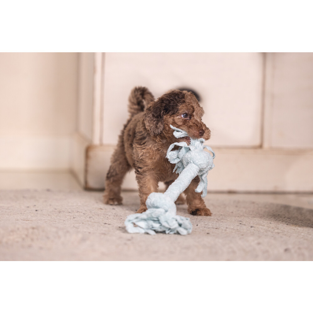 Beeztees Peluş Çift Düğümlü Diş İpi Yavru Köpek Oyuncağı 20x6x4,5cm (Mavi)