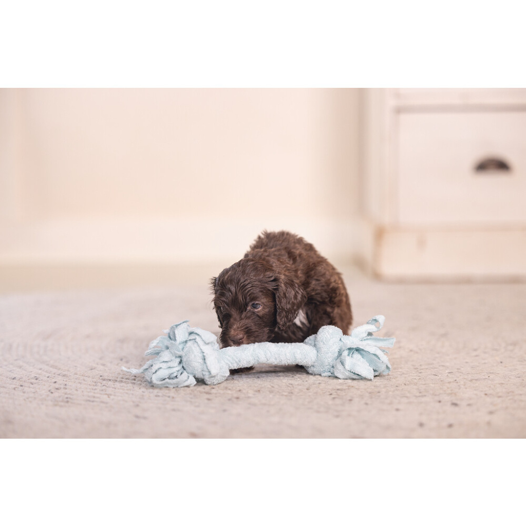 Beeztees Peluş Çift Düğümlü Diş İpi Yavru Köpek Oyuncağı 20x6x4,5cm (Mavi)