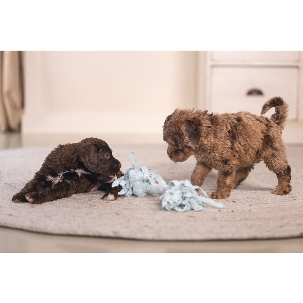 Beeztees Peluş Çift Düğümlü Diş İpi Yavru Köpek Oyuncağı 20x6x4,5cm (Mavi)