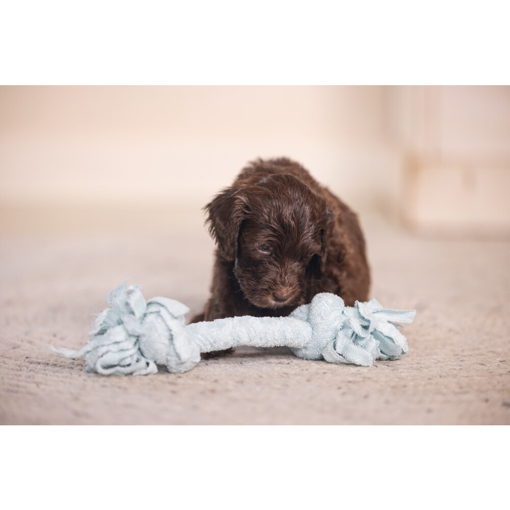 Beeztees Peluş Çift Düğümlü Diş İpi Yavru Köpek Oyuncağı 20x6x4,5cm (Mavi)