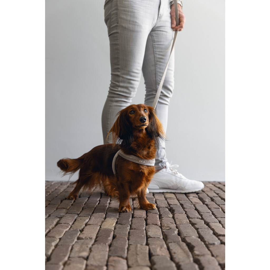 Beeztees Dbl Lotte Köpek Göğüs Tasması 52cm (Gri)