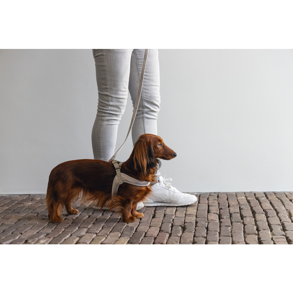 Beeztees Dbl Lotte Köpek Göğüs Tasması 52cm (Gri)