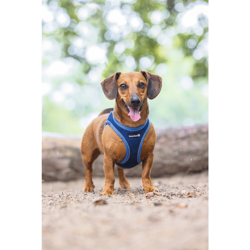 Beeztees Parinca Neopren Köpek Göğüs Tasması 38-44cm (Mavi)