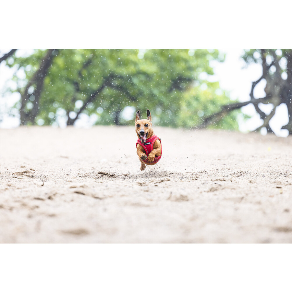 Beeztees Parinca Neopren Köpek Göğüs Tasması 30-35cm (Kırmızı)