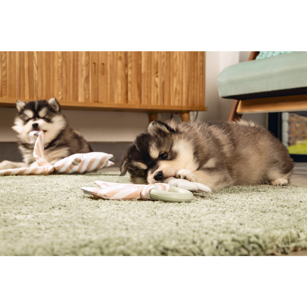 Beeztees Kauçuk Kumaş Yavru Köpek Diş Oyuncağı 22x8,5x2cm (Yeşil)