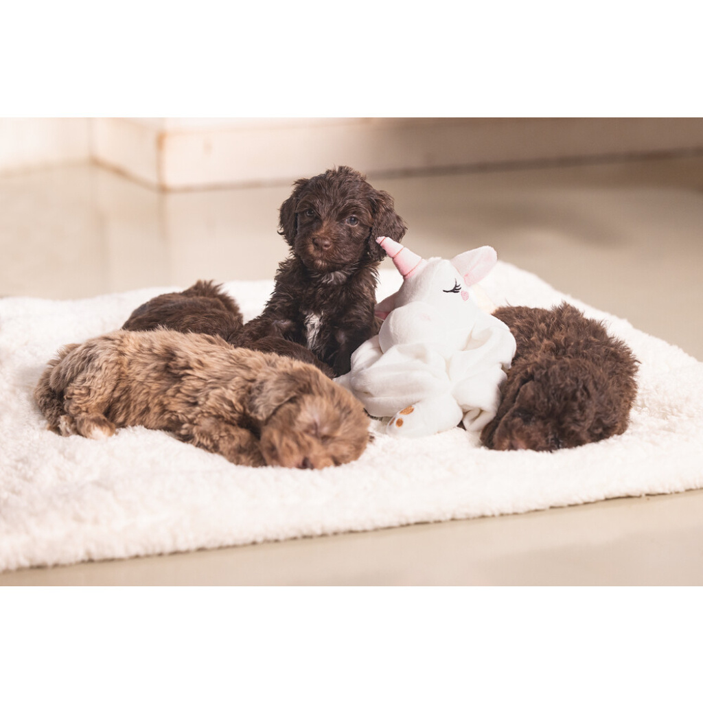 Beeztees Peluş Unicorn Yavru Köpek Oyuncağı 33x25x14cm (Beyaz)