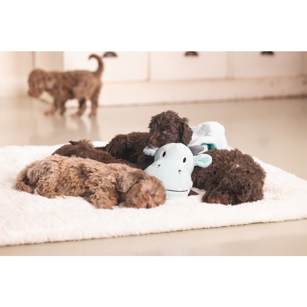 Beeztees Dragon Peluş Yavru Köpek Oyuncağı 31,5x25x17cm (Yeşil)
