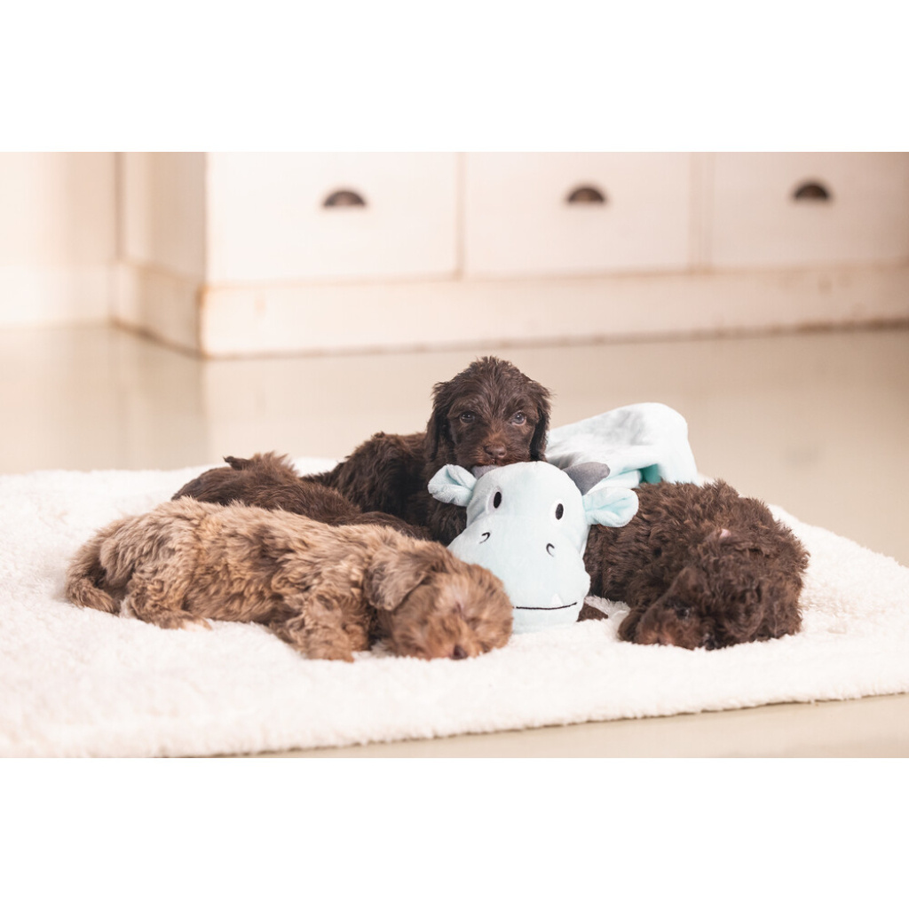 Beeztees Dragon Peluş Yavru Köpek Oyuncağı 31,5x25x17cm (Yeşil)