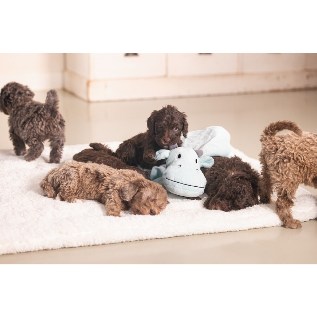 Beeztees Dragon Peluş Yavru Köpek Oyuncağı 31,5x25x17cm (Yeşil)