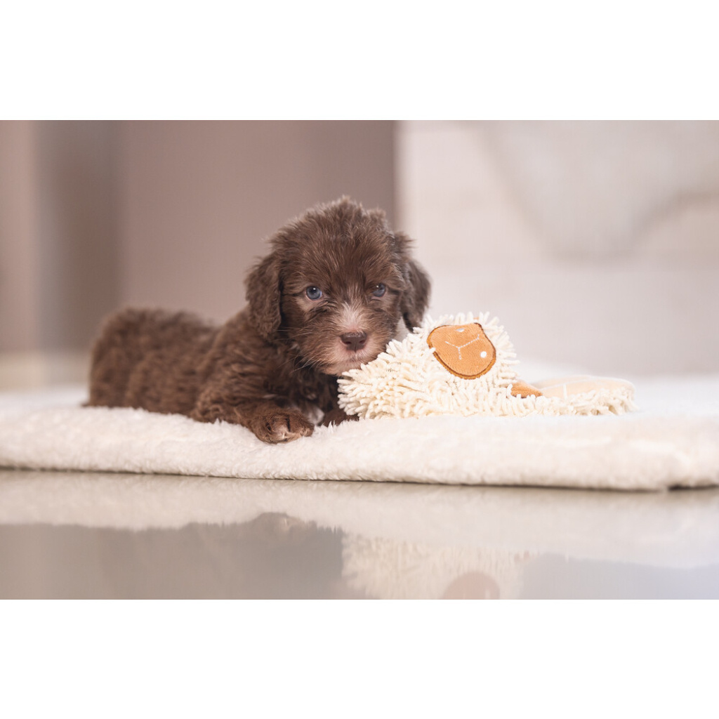 Beeztees Puppy Peluş Koyun Yavru Köpek Oyuncağı 37x28x4cm (Beyaz)
