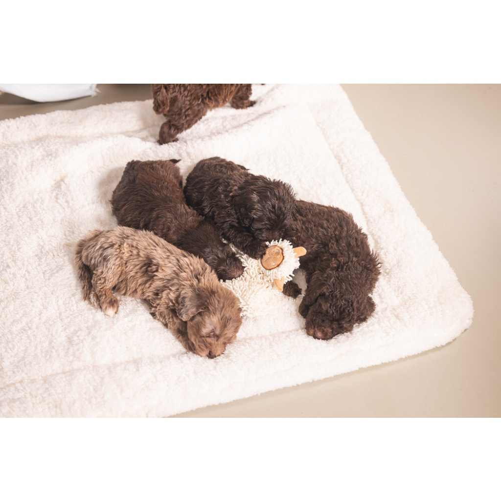 Beeztees Puppy Peluş Koyun Yavru Köpek Oyuncağı 37x28x4cm (Beyaz)