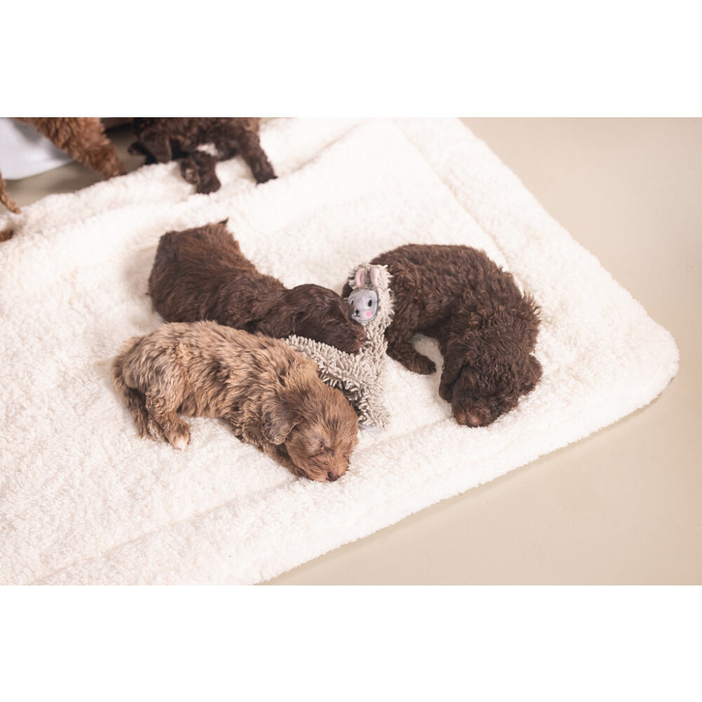 Beeztees Peluş Koyun Yavru Köpek Oyuncağı 37x28x4cm (Gri)