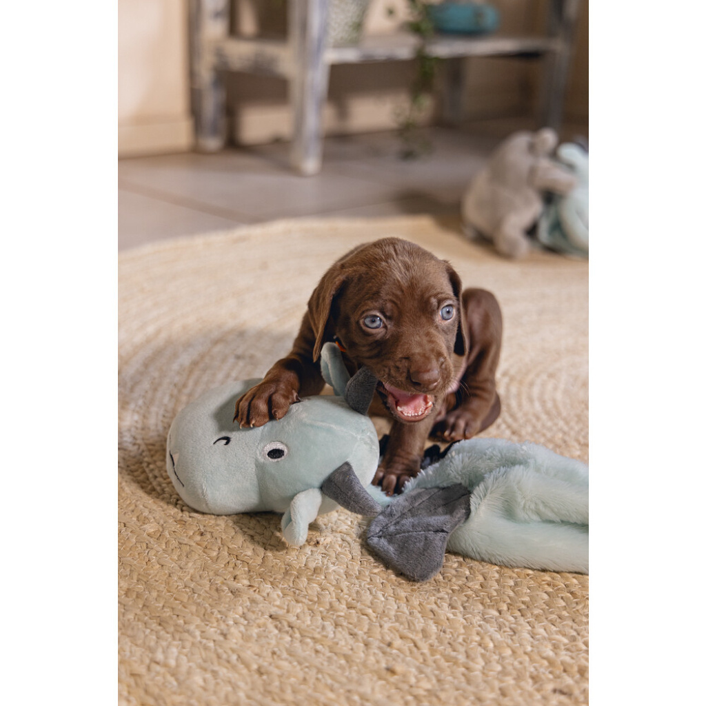 Beeztees Peluş Ejderha Yavru Köpek Oyuncağı 45x24,5x6cm (Gri)