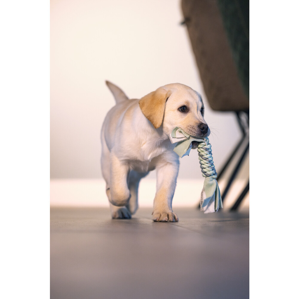 Beeztees İp ve Peluş Yavru Köpek Oyuncağı 25x4x4cm (Yeşil)
