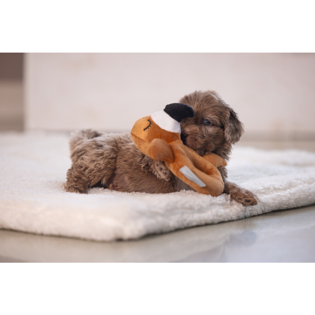 Beeztees Peluş Papağan Köpek Oyuncağı 16x18x8,5cm (Kahverengi)