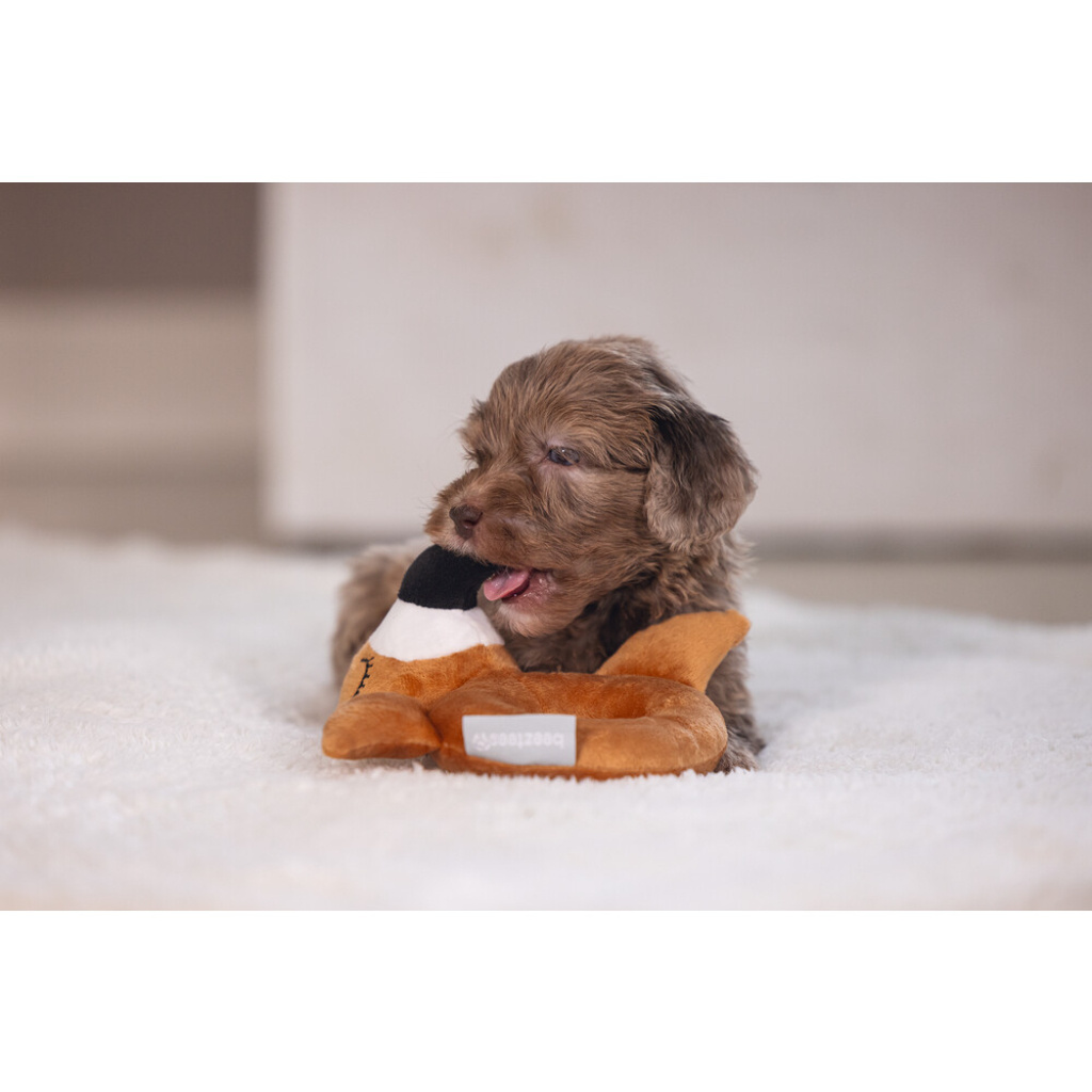 Beeztees Peluş Papağan Köpek Oyuncağı 16x18x8,5cm (Kahverengi)