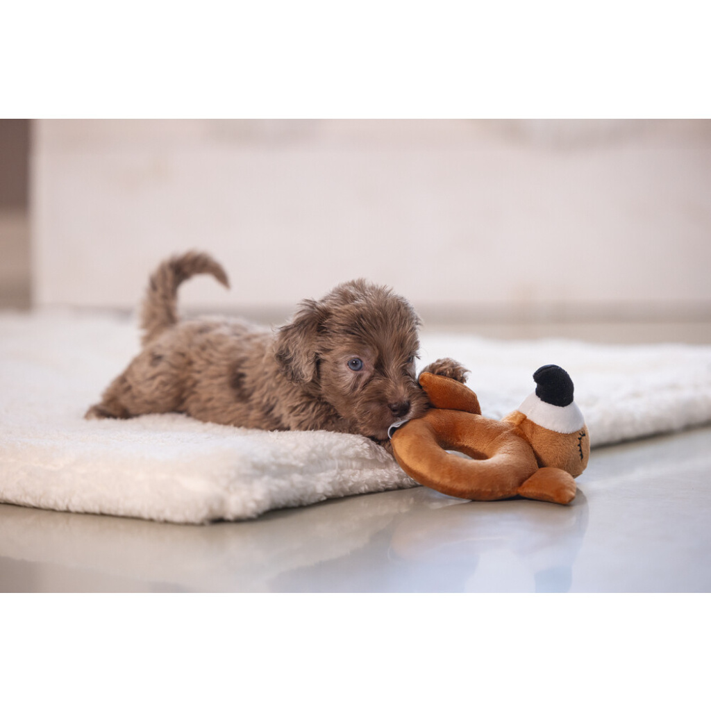 Beeztees Peluş Papağan Köpek Oyuncağı 16x18x8,5cm (Kahverengi)