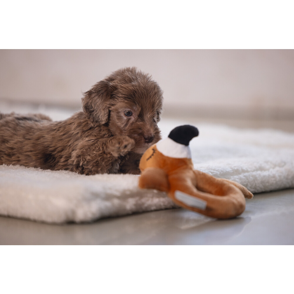 Beeztees Peluş Papağan Köpek Oyuncağı 16x18x8,5cm (Kahverengi)