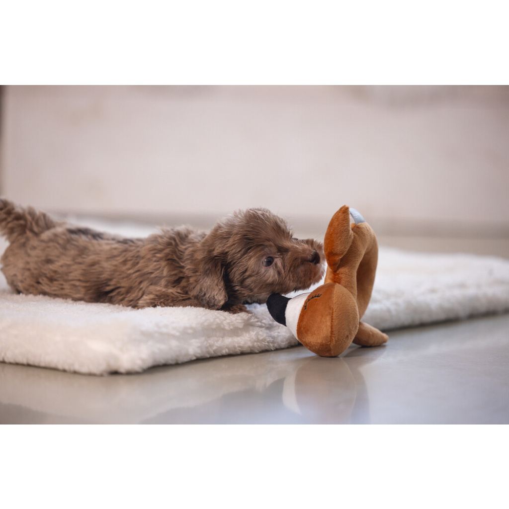 Beeztees Peluş Papağan Köpek Oyuncağı 16x18x8,5cm (Kahverengi)