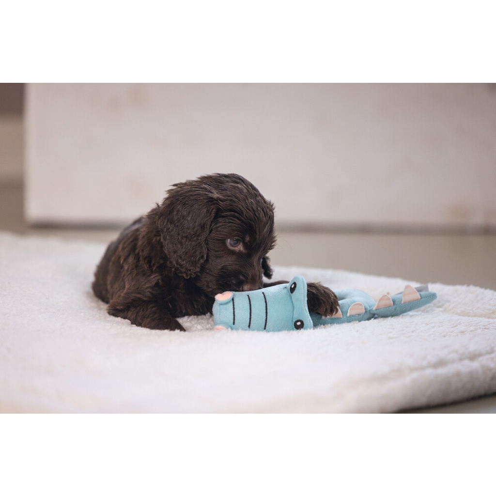 Beeztees Rattle Krokie Peluş Köpek Oyuncağı 16x18x8,5cm (Turkuaz)