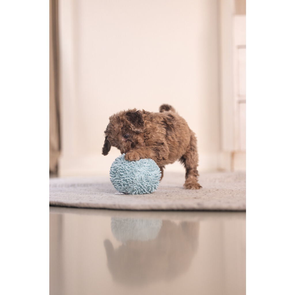 Beeztees Lily Peluş Top Yavru Köpek Oyuncağı 10cm (Mavi)