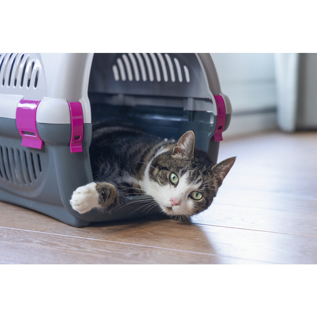 Beeztees Rhino Köpek ve Kedi Taşıma Kabı 51x34,5x33cm (Pembe)