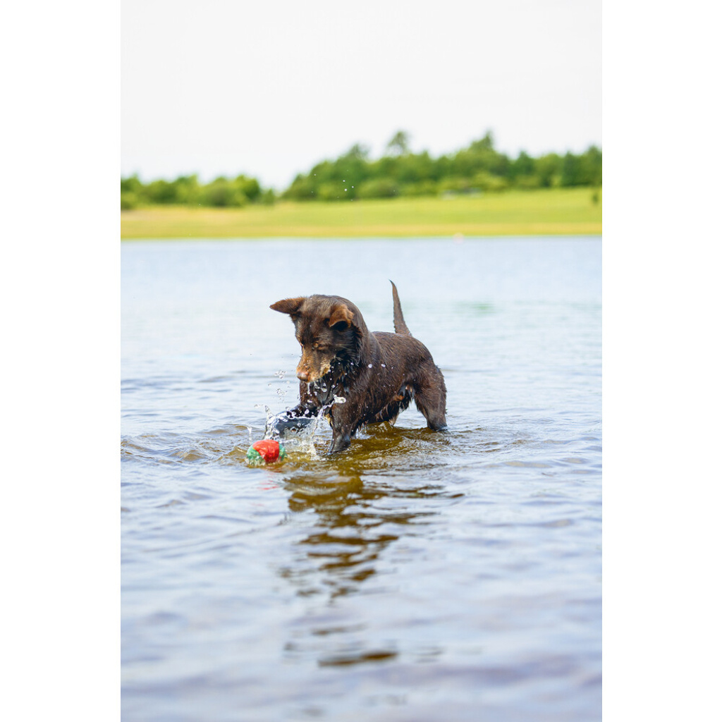 Beeztees İçi Su Dolu Toplar Yüzen Köpek Oyuncağı 6,2cm (Mavi)