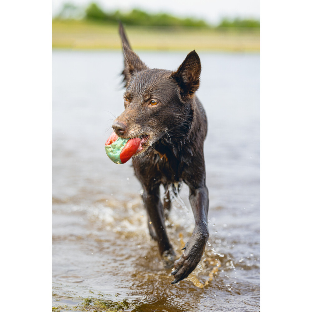 Beeztees İçi Su Dolu Toplar Yüzen Köpek Oyuncağı 6,2cm (Mavi)