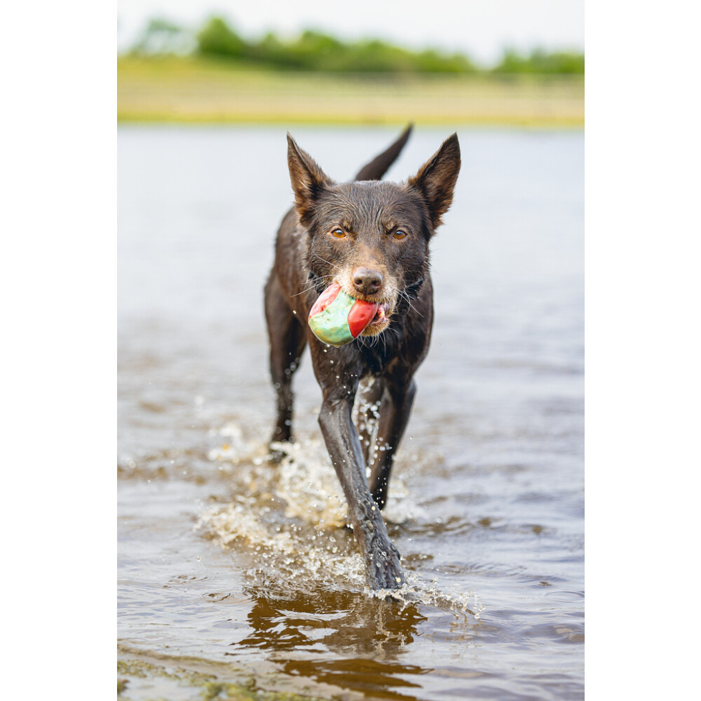 Beeztees İçi Su Dolu Toplar Yüzen Köpek Oyuncağı 6,2cm (Mavi)