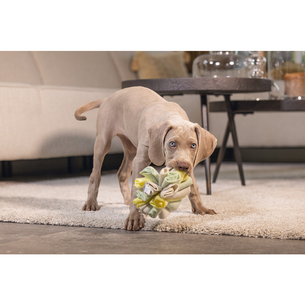 Beeztees Izzy Polar Top Köpek Ödül Saklama Oyuncağı 13cm (Gri)