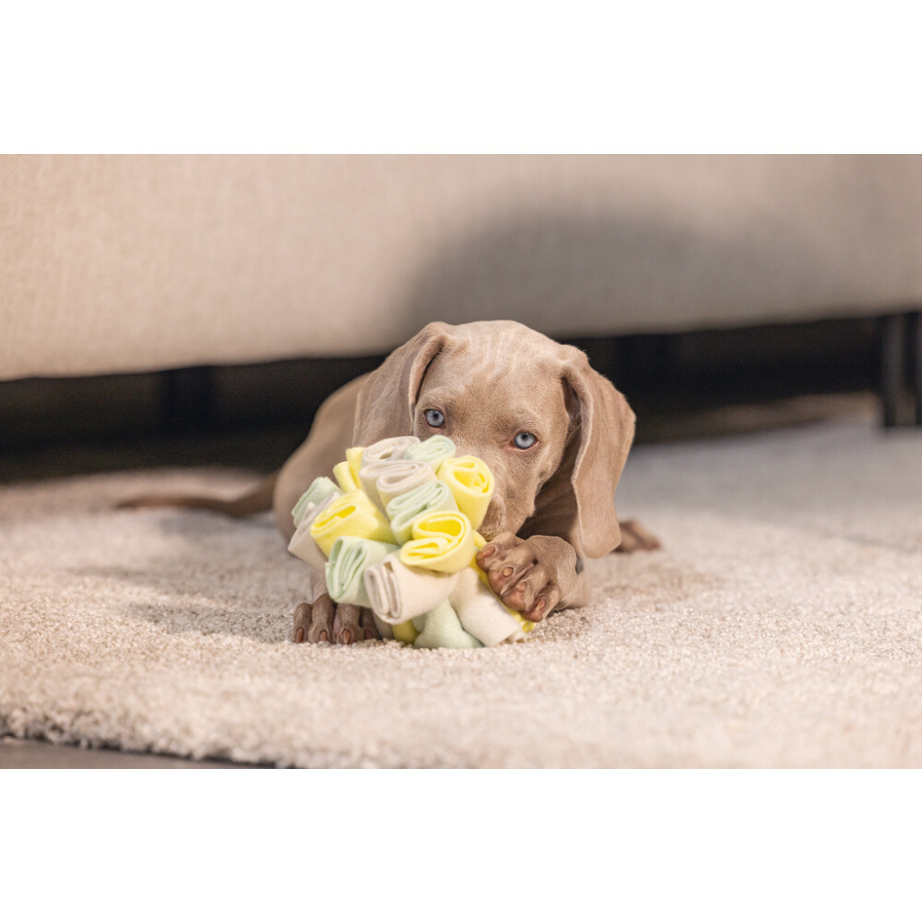 Beeztees Izzy Polar Top Köpek Ödül Saklama Oyuncağı 13cm (Gri)