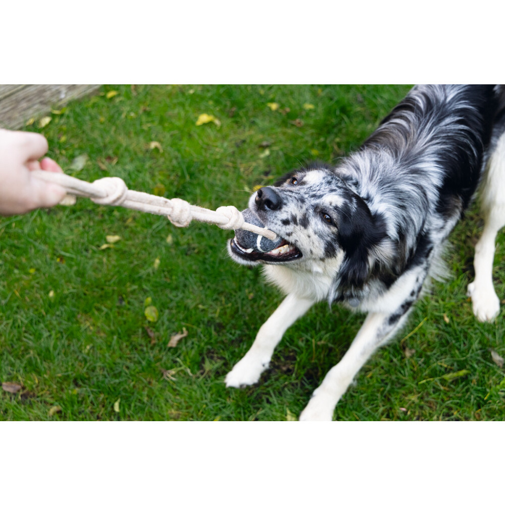 Beeztees Minus Kauçuk İpli Tenis Topu Köpek Oyuncağı 6,3cm (Gri)