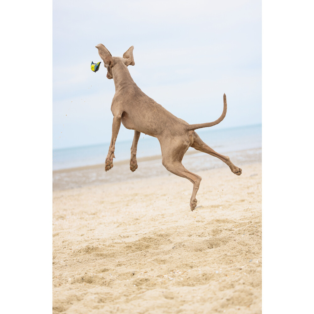 Beeztees Tenis Topu Yüzen Köpek Oyuncağı 30x9,5x6,3cm (Sarı)