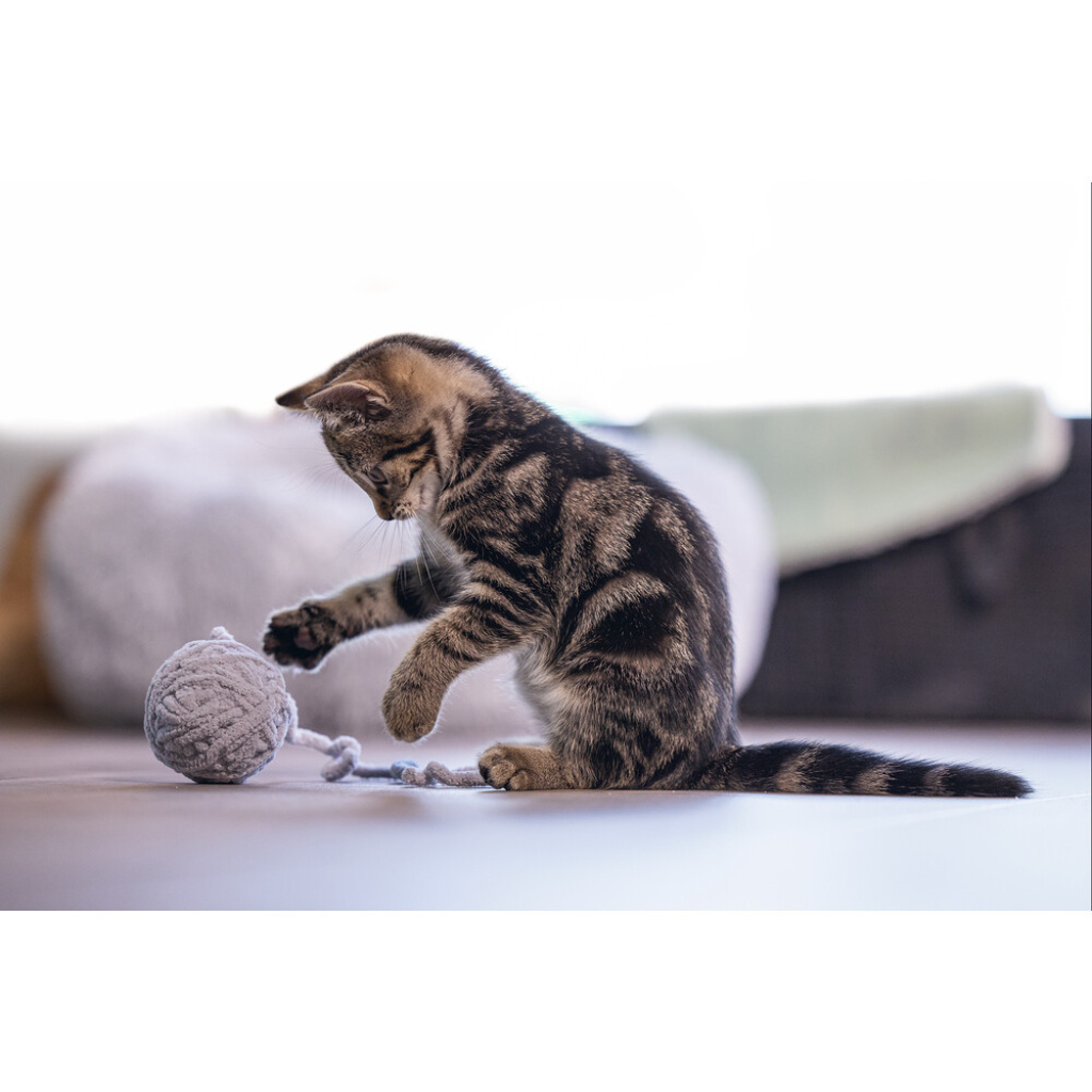 Beeztees Isar Yün Kuyruklu Top Yavru Kedi Oyuncağı 6,5cm