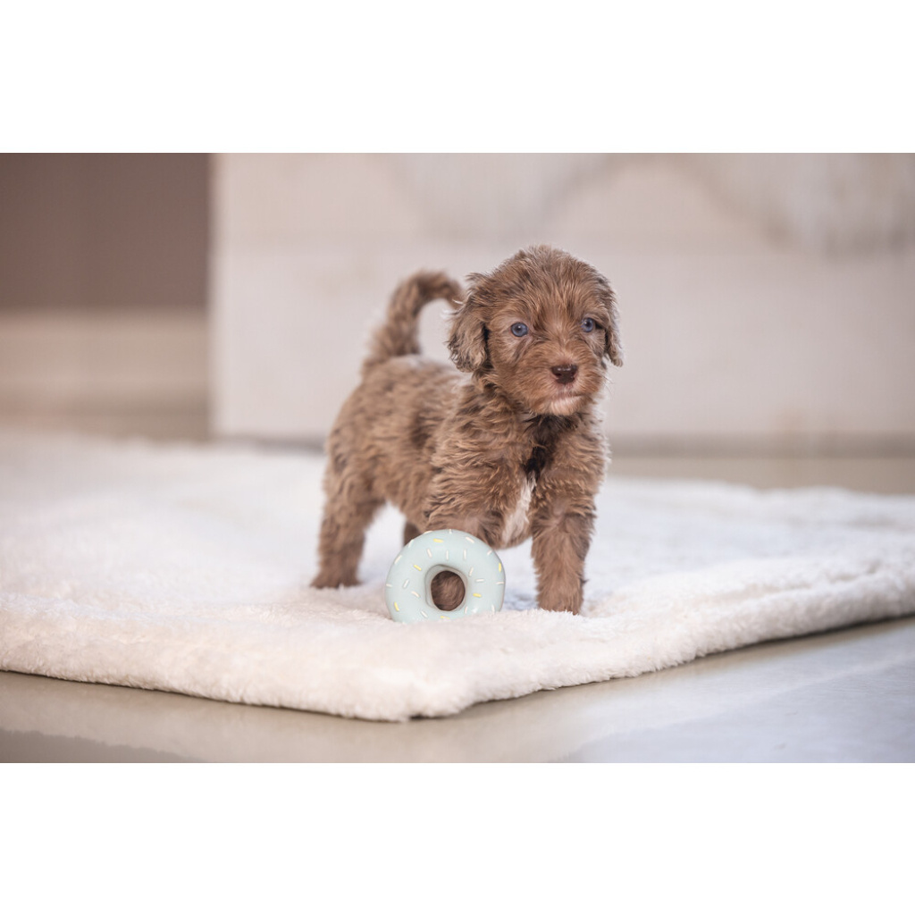 Beeztees Jum Lateks Donut Sesli Köpek Oyuncağı 7x7x3cm