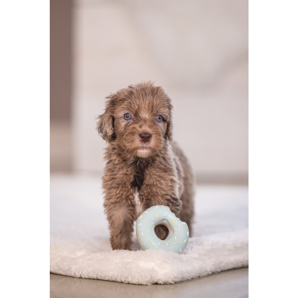 Beeztees Jum Lateks Donut Sesli Köpek Oyuncağı 7x7x3cm