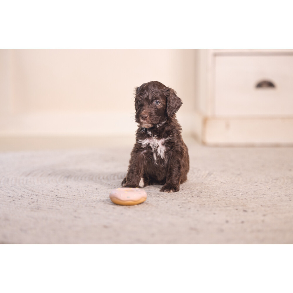 Beeztees Jum Lateks Donut Sesli Köpek Oyuncağı 7x7x3cm