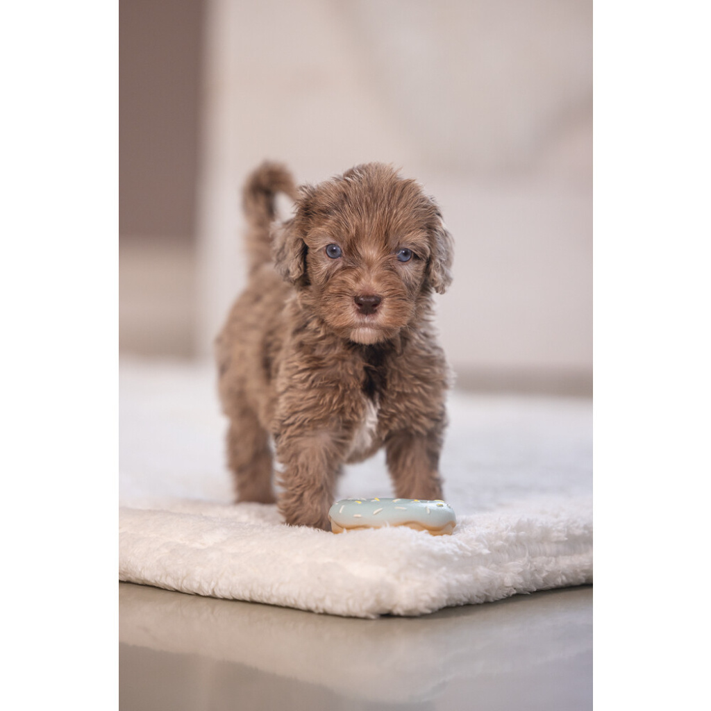Beeztees Jum Lateks Donut Sesli Köpek Oyuncağı 7x7x3cm