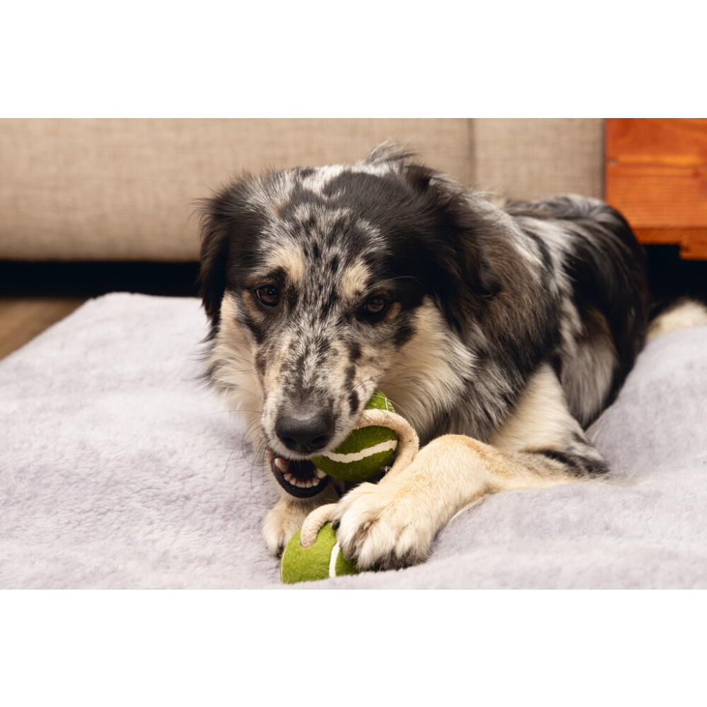 Beeztees Kauçuk İpli Tenis Topu Köpek Oyuncağı 21cm