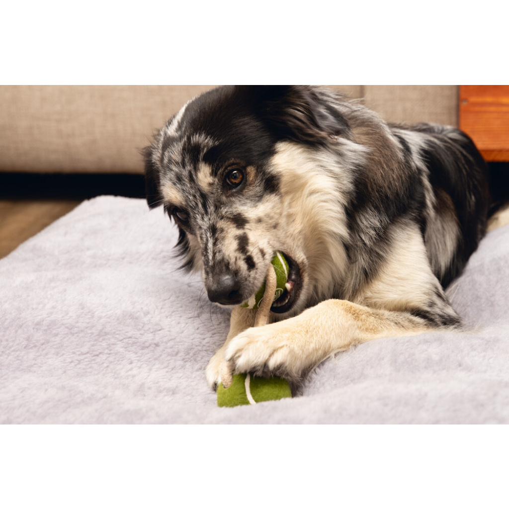 Beeztees Kauçuk İpli Tenis Topu Köpek Oyuncağı 21cm