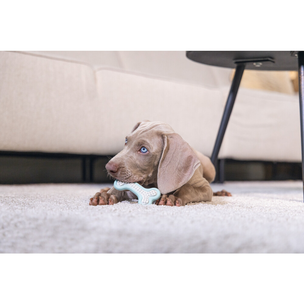 Beeztees Petito Kauçuk Kemik Yavru Köpek Diş Oyuncağı 10cm (Yeşil)