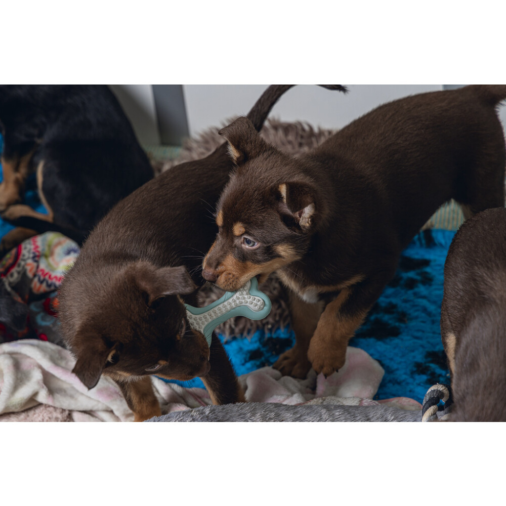 Beeztees Petito Kauçuk Kemik Yavru Köpek Diş Oyuncağı 10cm (Yeşil)