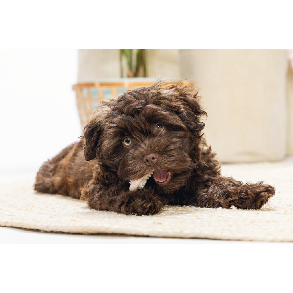 Beeztees Kauçuk Halka Yavru Köpek Diş Oyuncağı 10x5,5x2cm (Pembe)