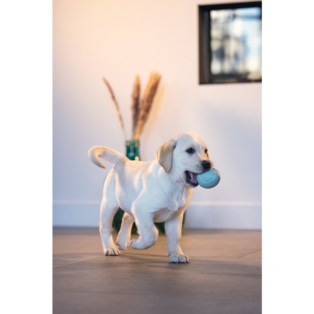 Beeztees Kauçuk Yumurta Ödül ve Oyun Yavru Köpek Oyuncağı 6x6x8cm (Turkuaz)