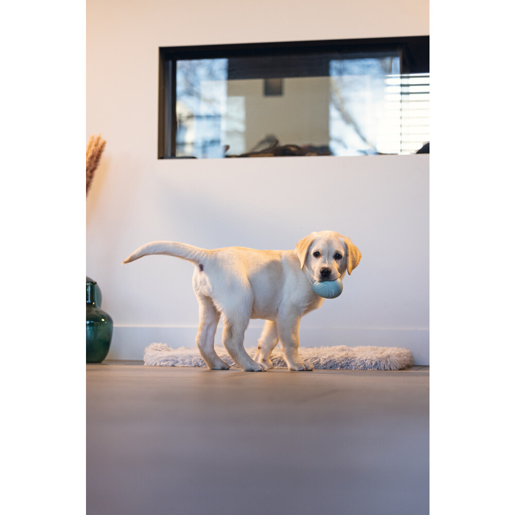 Beeztees Kauçuk Yumurta Ödül ve Oyun Yavru Köpek Oyuncağı 6x6x8cm (Turkuaz)